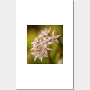 Jade plant flowers Posters and Art